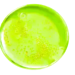 Purito Azelaic Acid 10 Kojic Tea Tree Serum